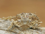 Texas Horned Lizard on a Log, Phrynosoma, Texas, USA Photographic Print by Arthur Morris