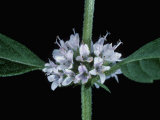 Spearmint, Mentha Spicata, Showing the Square Stem and Opposite Leaves and Flowers Lámina fotográfica por Jerome Wexler Spearmint, Mentha Spicata, Showing the Square Stem and Opposite Leaves and Flowers Lámina fotográfica por Jerome Wexler