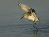 Dunlin Flight, Calidris Alpina, Florida, USA Photographic Print by John Cornell