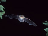 A Little Brown Bat in Flight Echolocating at Night, Myotis Lucifugus, North America Fotografisk tryk af Joe McDonald A Little Brown Bat in Flight Echolocating at Night, Myotis Lucifugus, North America Fotografisk tryk af Joe McDonald