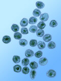 The HIV Virus Photographic Print by David Phillips