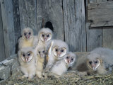 Barn Owl (Tyto Alba) Nestlings or Owlets in a Nest in a Barn, a Threatened Species, North America Photographic Print by Steve Maslowski