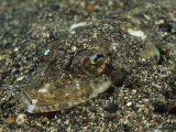 Welander's Flathead Photographie par Solvin Zankl