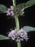 Spearmint, Mentha Spicata, Showing the Square Stem and Opposite Leaves and Flowers Lámina fotográfica por Jerome Wexler Spearmint, Mentha Spicata, Showing the Square Stem and Opposite Leaves and Flowers Lámina fotográfica por Jerome Wexler