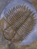 Trilobite Fossil, Ordovician, 473-476 M.Y.A., England Photographic Print by Ken Lucas