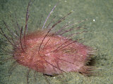 Heart Urchin (Lovenia Cordiformis), California, USA Reprodukcja zdjęcia autor Richard Herrmann Heart Urchin (Lovenia Cordiformis), California, USA Reprodukcja zdjęcia autor Richard Herrmann