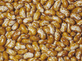 Prairie Appaloosa Beans (Phaseolus Vulgaris). Native to Central and South America Photographic Print by Ken Lucas