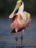 Roseate Spoonbill, Ajaia Ajaja, Wading in the Water in Florida, USA Photographic Print by Joe McDonald