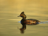 Eared Grebe, Podiceps Nigricollis, Swimming, North America Photographic Print by John & Barbara Gerlach