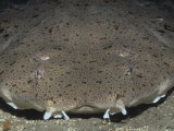 A Pacific Angel Shark Photographic Print by Richard Herrmann
