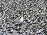 Royal Tern Among Sanderlings Photographic Print by Arthur Morris