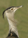 Kori Bustard Head Ardeotis Kori, Ngorongoro Crater, Tanzania, Africa Photographic Print by Arthur Morris