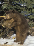 Black Bear (Ursus Americanus) Tearing a Rotten Limb in Search for Food, North America Photographic Print by Tom Walker