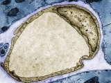 Cross-Section of a Capillary in Cardiac Muscle. Tem Fotografie-Druck von Donald Fawcett