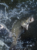 Smallmouth Bass with Spinnerbait Photographie par Wally Eberhart