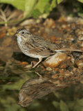 Lincoln's Sparrow at a Watering Hole, Melospiza Lincolnii, Texas, USA Photographic Print by John Cornell