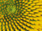 Pattern in Center of Purple Coneflower Flower, Echinacea Purpurea Photographie par Adam Jones