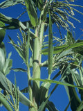 Teosinte Wild Corn from Mexico Photographic Print by David Cavagnaro