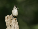 Black-Crested Titmouse, Baeolophus Atricristatus, Texas, USA Photographie par John Cornell