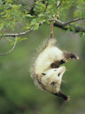 An Opossum Hangs by its Tail in Black Cherry Tree. Ohio, USA Photographic Print by Steve Maslowski