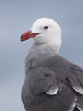 Heermann's Gull Head, Larus Heermanni, California, USA Photographic Print by John Cornell