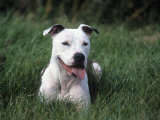American Staffordshire Terrier Breed of Domestic Dog Photographic Print by Cheryl Ertelt