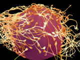 David Phillips - Human Sperm Fertilizing an Egg Fotografická reprodukce David Phillips - Human Sperm Fertilizing an Egg Fotografická reprodukce