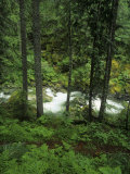 Nickel Creek Cascading Through the Forest in Mt. Rainier National Park, Washington, USA Photographic Print by Adam Jones