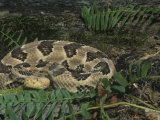 Timber Rattlesnake Coiled, Crotalus Horridus, Showing the Loreal Pits, North America Photographic Print by Joe McDonald