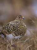 Female Willow Ptarmigan in Summer, Lagopus Lagopus, Canada Photographie par Arthur Morris