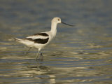 American Avocet Wading in Water, Recurvirostra Americana, USA Photographic Print by John Cornell