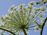 Giant Hogweed (Heracleum Mantegazzianum) Photographic Print by Nigel Cattlin
