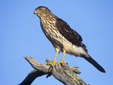 Immature Cooper's Hawk, Accipiter Cooperii, North America Photographic Print by Arthur Morris