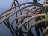 Mangrove Roots, Kapoho Hawaii, USA Lámina fotográfica por G. Brad Lewis Mangrove Roots, Kapoho Hawaii, USA Lámina fotográfica por G. Brad Lewis
