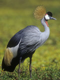 Gray-Crowned Crane, Balearica Regulorum, East Africa Photographic Print by Joe McDonald