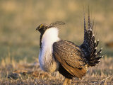 Male Greater Sage Grouse (Centrocercus Urophasianus) Mating Display on Lek, Wyoming, USA Photographic Print by Tom Walker