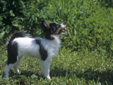 Papillon Variety of Domestic Dog Photographic Print by Cheryl Ertelt