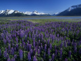 Lupines in Bloom and the Kenai Mountains, Kenai National Wildlife Refuge, Alaska, USA Photographic Print by Adam Jones