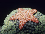 Marble Sea Star, Pentagonaster Dubeni Photographic Print by Alex Kerstitch