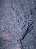 Crinoid or Sea Lily Fossil (Scyphocrinites Elegans), Ordovician Period, Morocco Photographic Print by Ken Lucas