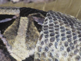 Close-Up of a Gaboon Viper Shedding its Skin, Bitis Gabonica, East Africa Photographic Print by Jim Merli