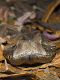 Gaboon Viper Head (Bitis Gabonica), Gabon Photographic Print by Reinhard Dirscherl