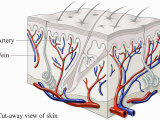 Medical Illustration Showing How Blood Flows Through the Arteries and Veins of the Skin Photographic Print