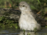 Northern Mockingbird Bathing in Water, Mimus Polyglottos, North America Photographic Print by John Cornell
