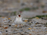 Least Tern, Sterna Antillarum, Chick Calling, USA Photographie par John Cornell