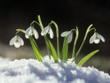 Snowdrop Flowers Blooming in the Snow, Galanthus Nivalis Photographie par David Cavagnaro
