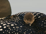 Common Loon Chick Riding on its Mother's Back, Gavia Immer, North America Photographic Print by Arthur Morris