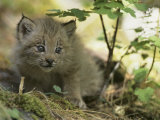 Canada Lynx Kitten, Lynx Canadensis, North America Photographic Print by Joe McDonald