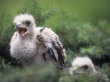 Harris Hawk Chicks in the Nest, Parabuteo Unicinctus, Southwestern USA Photographic Print by Joe McDonald