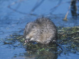 Muskrat Feeding in a Pond (Ondatra Zibethicus), North America Photographic Print by Tom Ulrich
